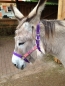 Preview: Eselhalfter  * REGENBOGEN*